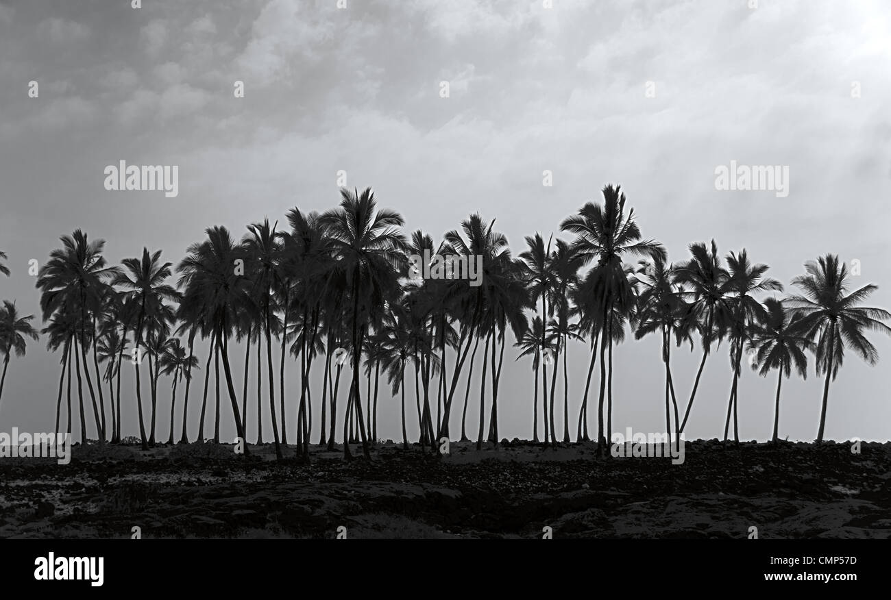 palm trees on volcanic rock, Big Island, Hawaii Stock Photo