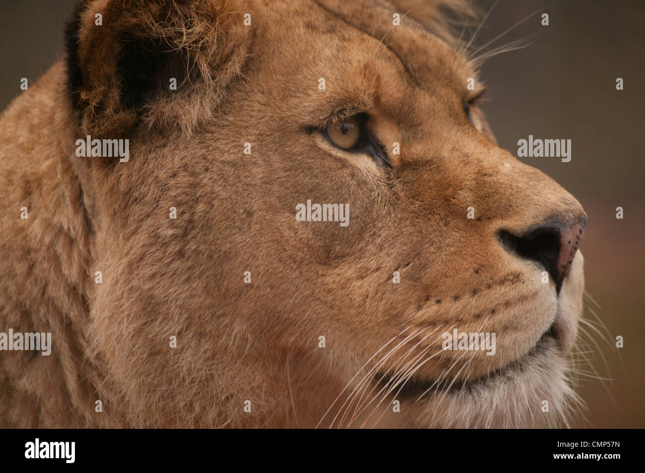 Lion (Panthera leo) Close up head shot of a Lioness Stock Photo