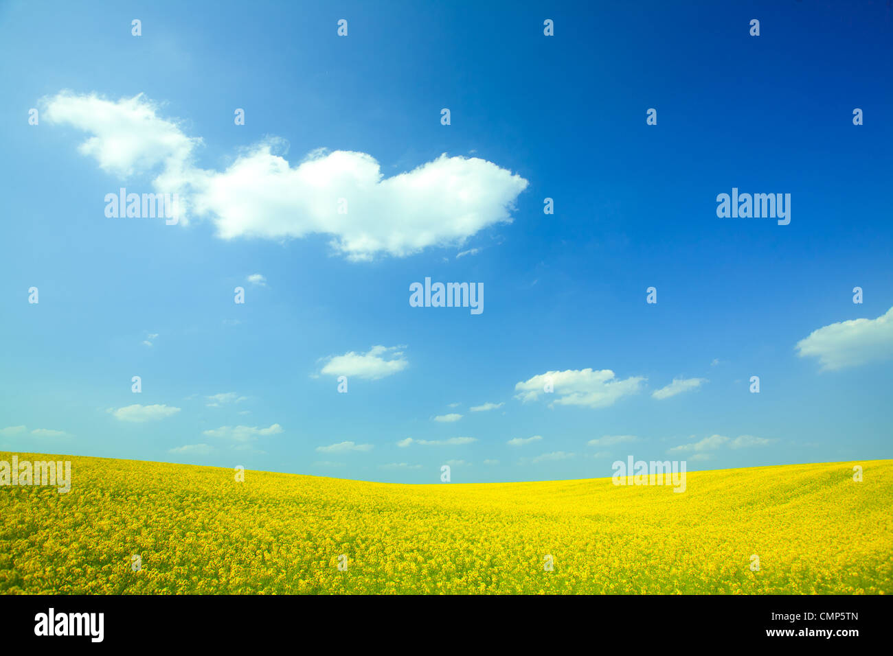 Yellow field rapeseed in bloom with blue sky and white clouds Stock ...