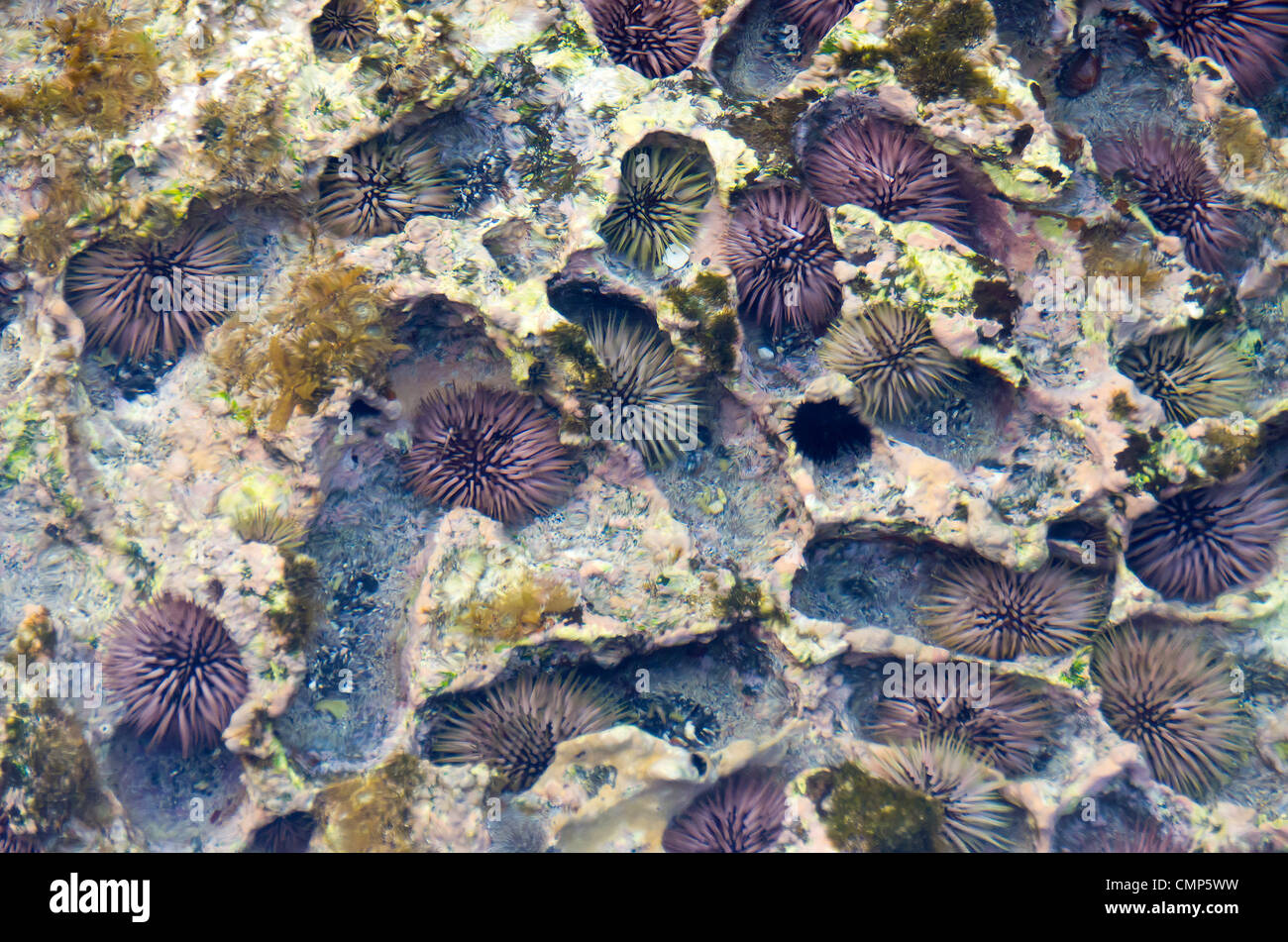 multicoloured sea urchins, Big Island, Hawaii Stock Photo Alamy