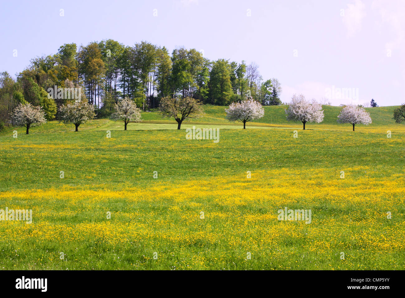Fresh green trees landscape Stock Photo - Alamy