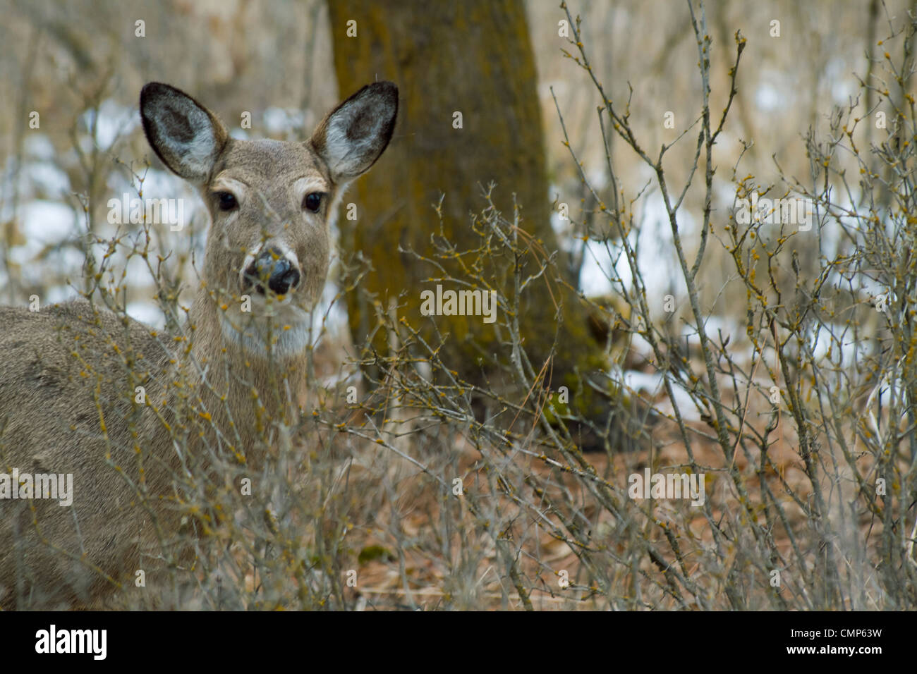 deer in the woods Stock Photo Alamy