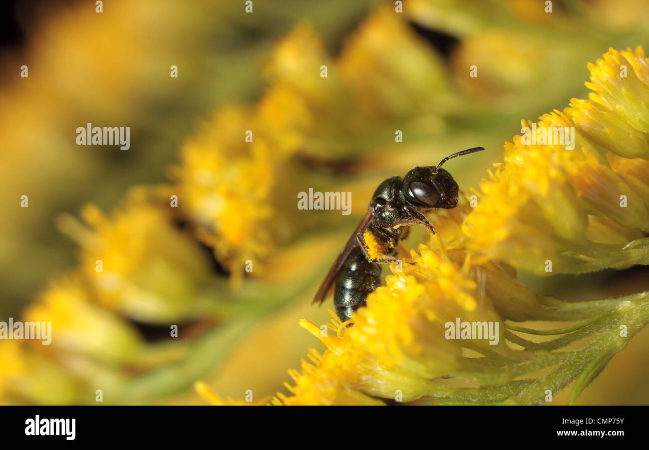 A small carpenter bee (Ceratina sp.) collecting pollen Stock Photo Alamy