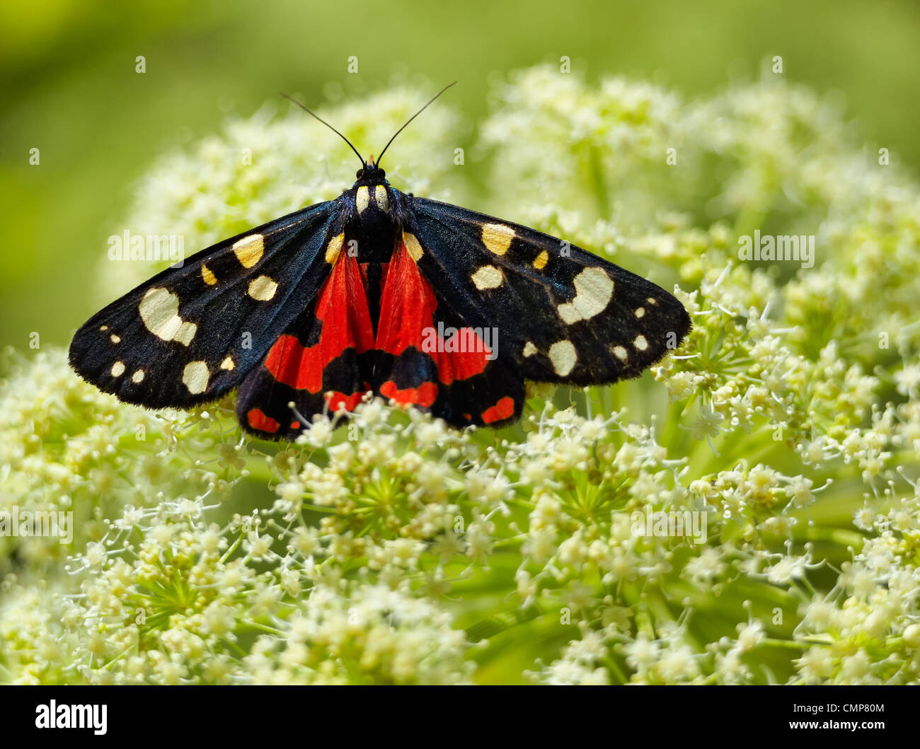 Scarlet Tiger (Callimorpha dominula) moth sitting on flower in summer. Stock Photo