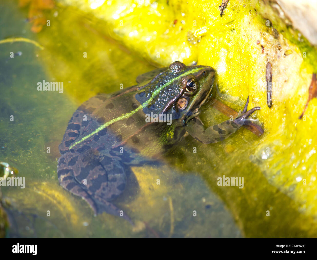 green frog in the lake Stock Photo