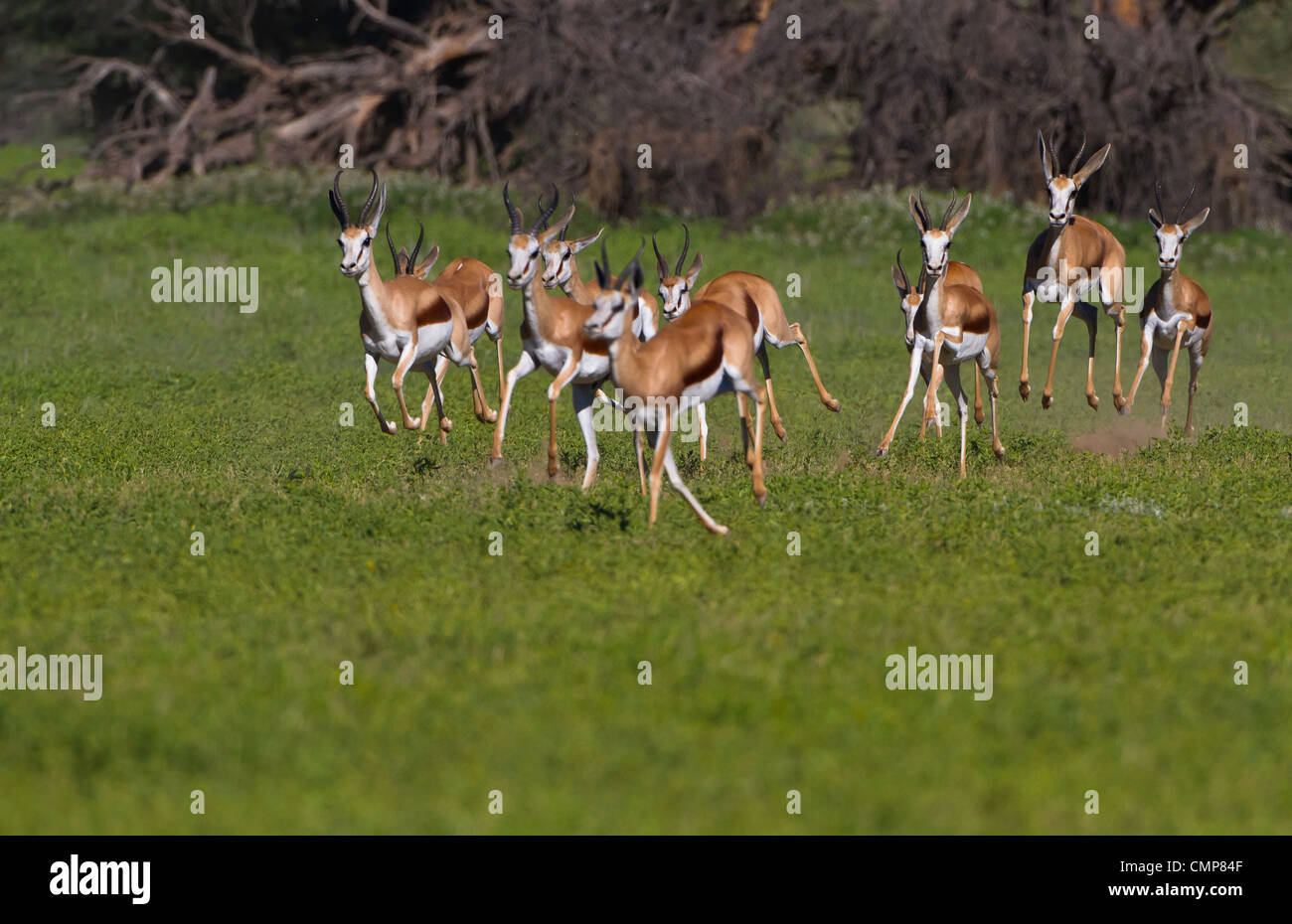 springbok group running Stock Photo Alamy