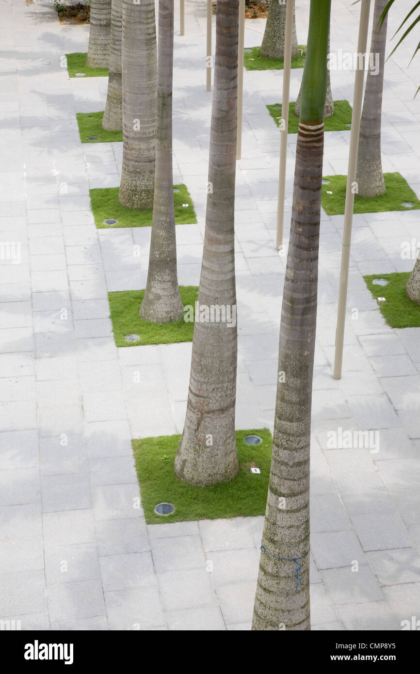 A row of Palm trees in Singapore Stock Photo Alamy