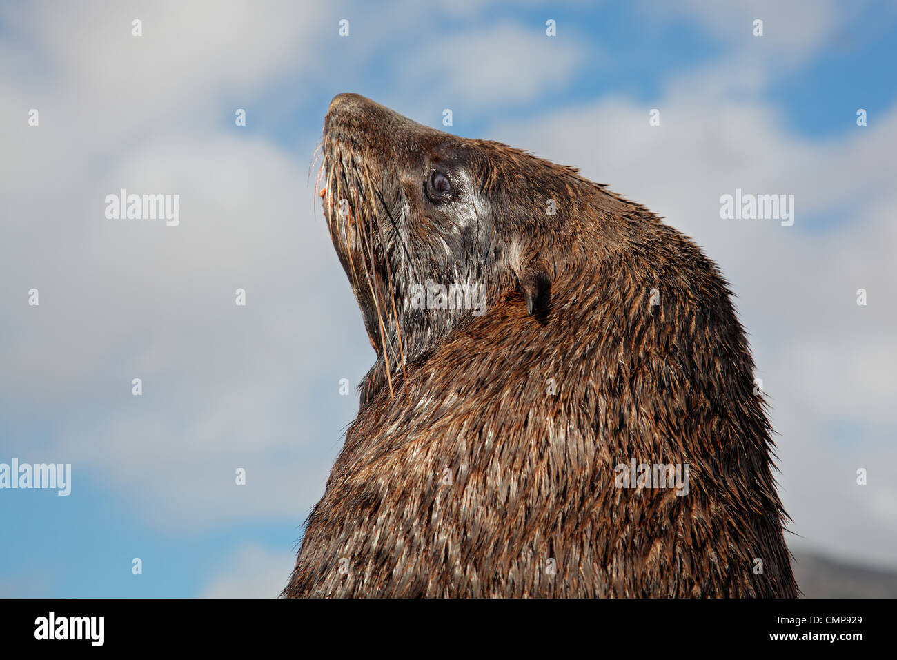 Portrait of a brown (Cape) fur seal (Arctocephalus pusillus), South Africa Stock Photo