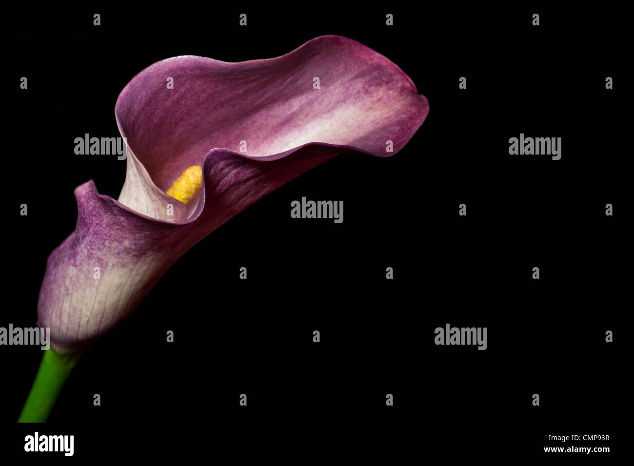 Purple Calla lily Stock Photo - Alamy