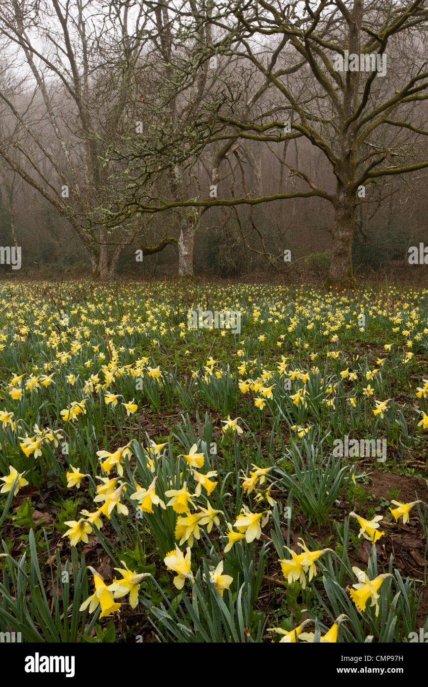 Wild Daffodils on a misty morning in the Teign Valley, in Dunsford and