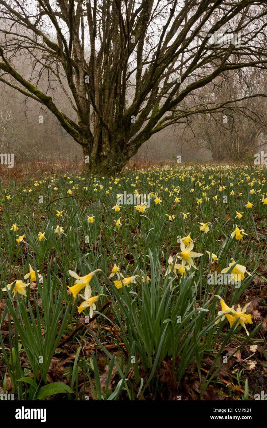Wild Daffodils on a misty morning in the Teign Valley, in Dunsford and