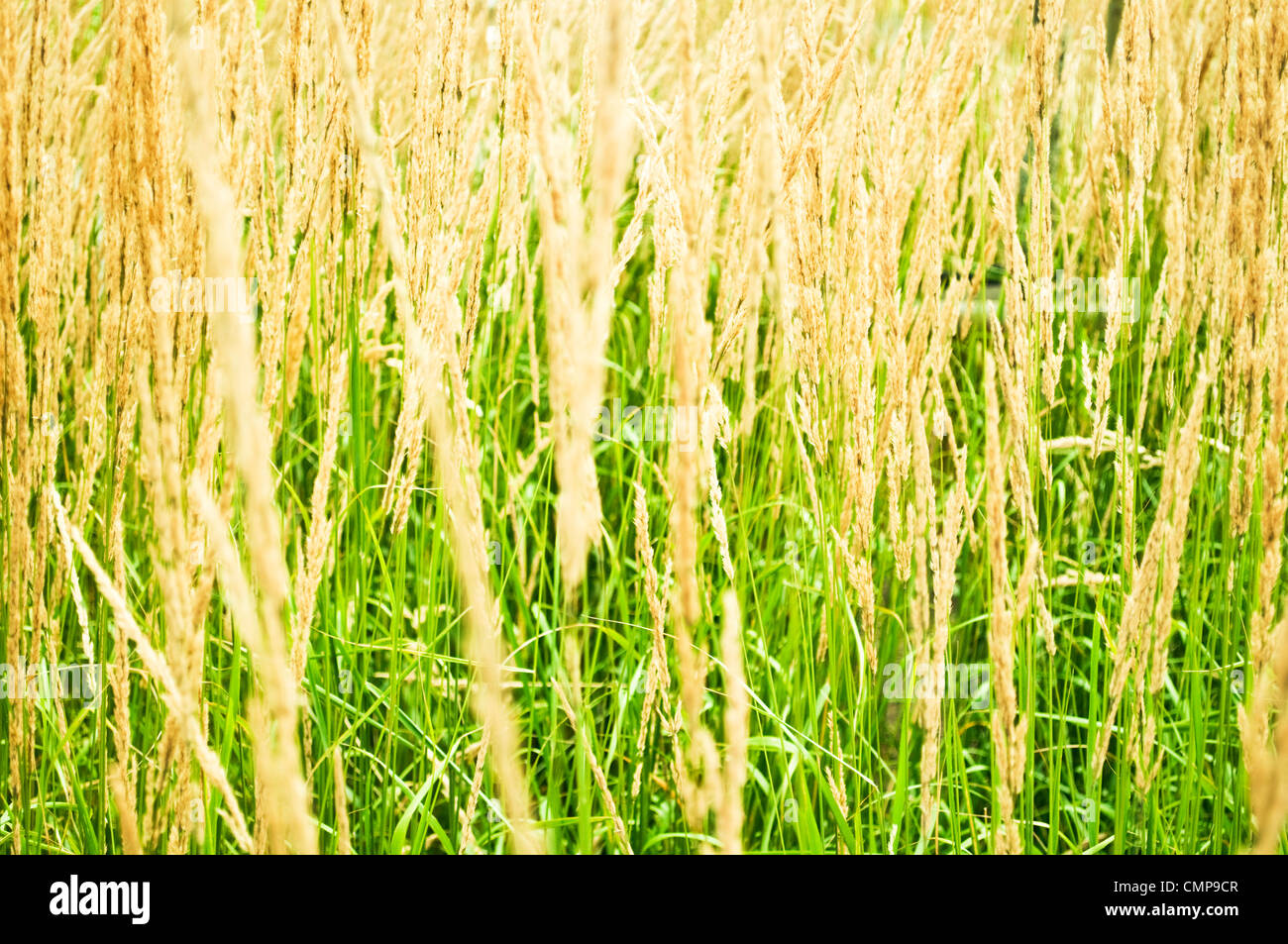 Dry grass field Stock Photo Alamy