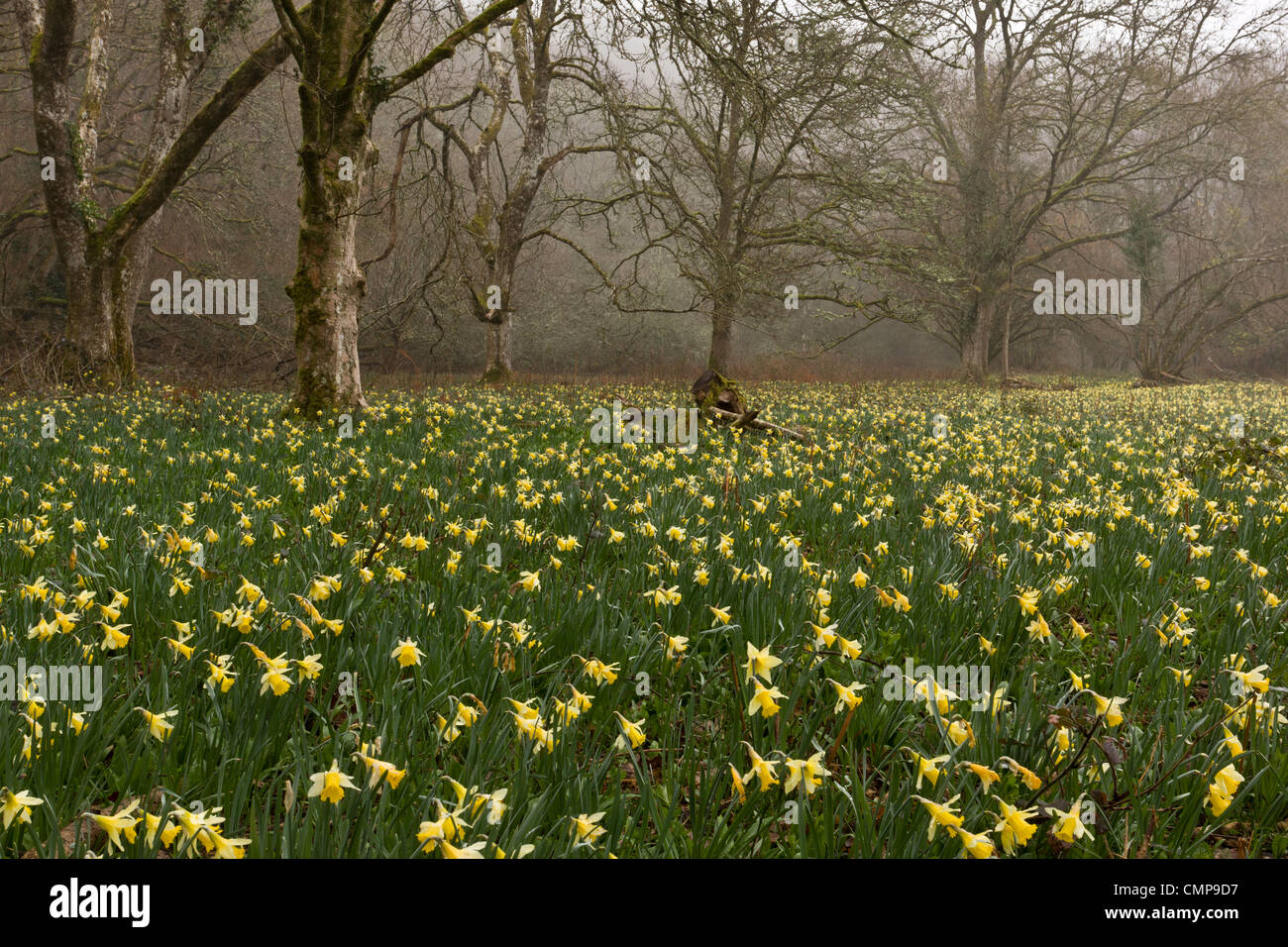 Wild Daffodils on a misty morning in the Teign Valley, in Dunsford and