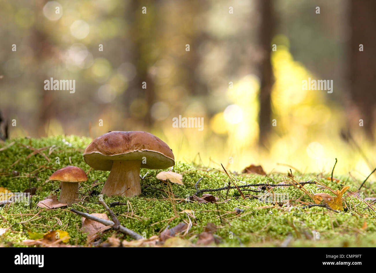 couple of mushrooms (Boletus edulis) Stock Photo