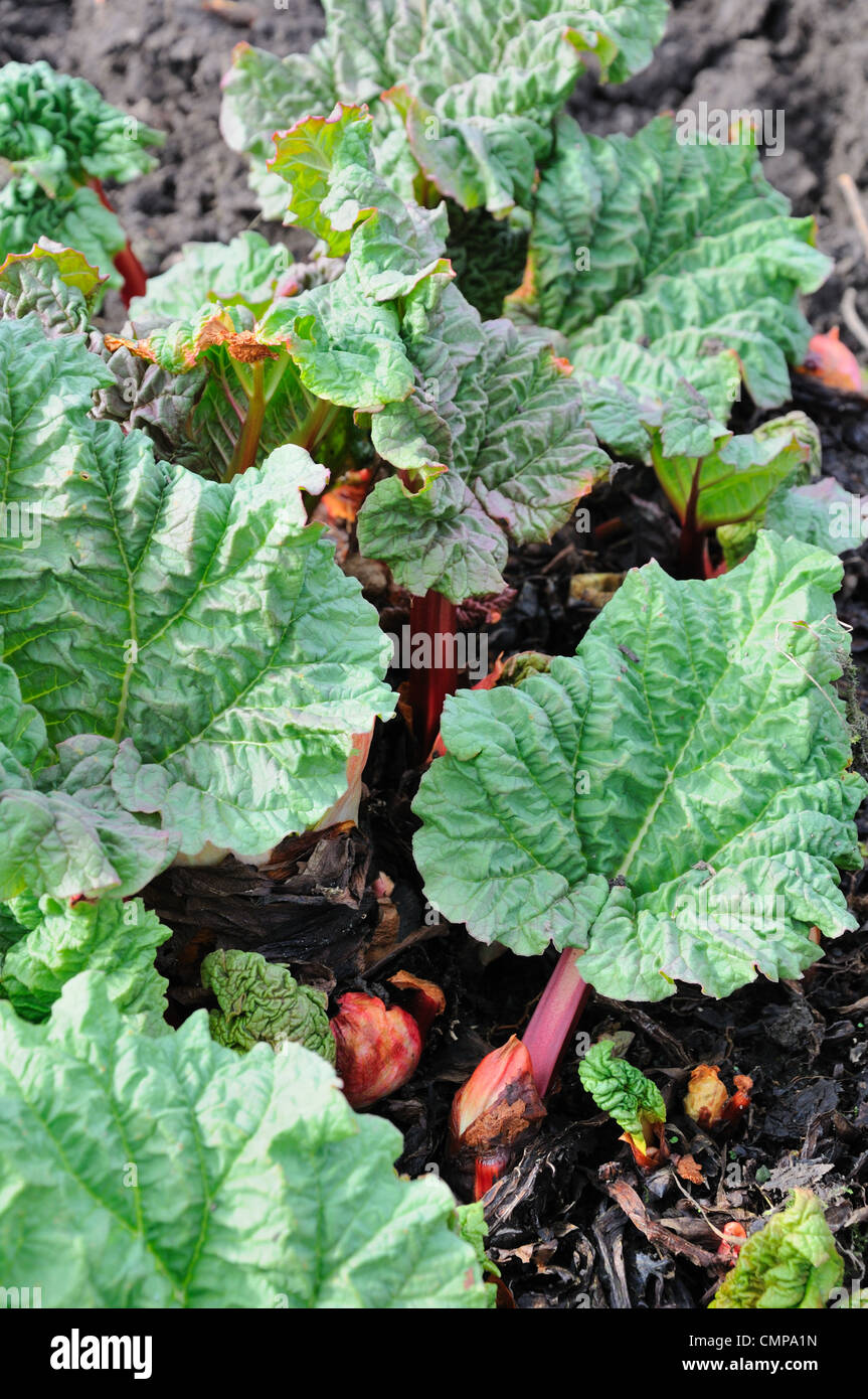 Rhubarb shoots starting to grow after the long winter Stock Photo