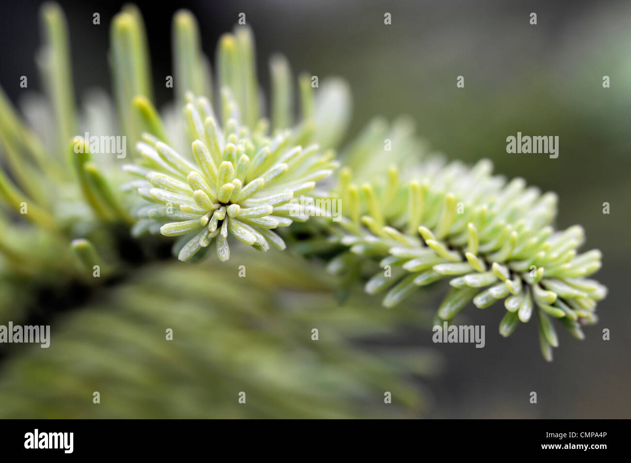 abies procera Noble fir closeup green foliage leaves needles plant portraits conifers evergreens shrubs coniferous branches tree Stock Photo