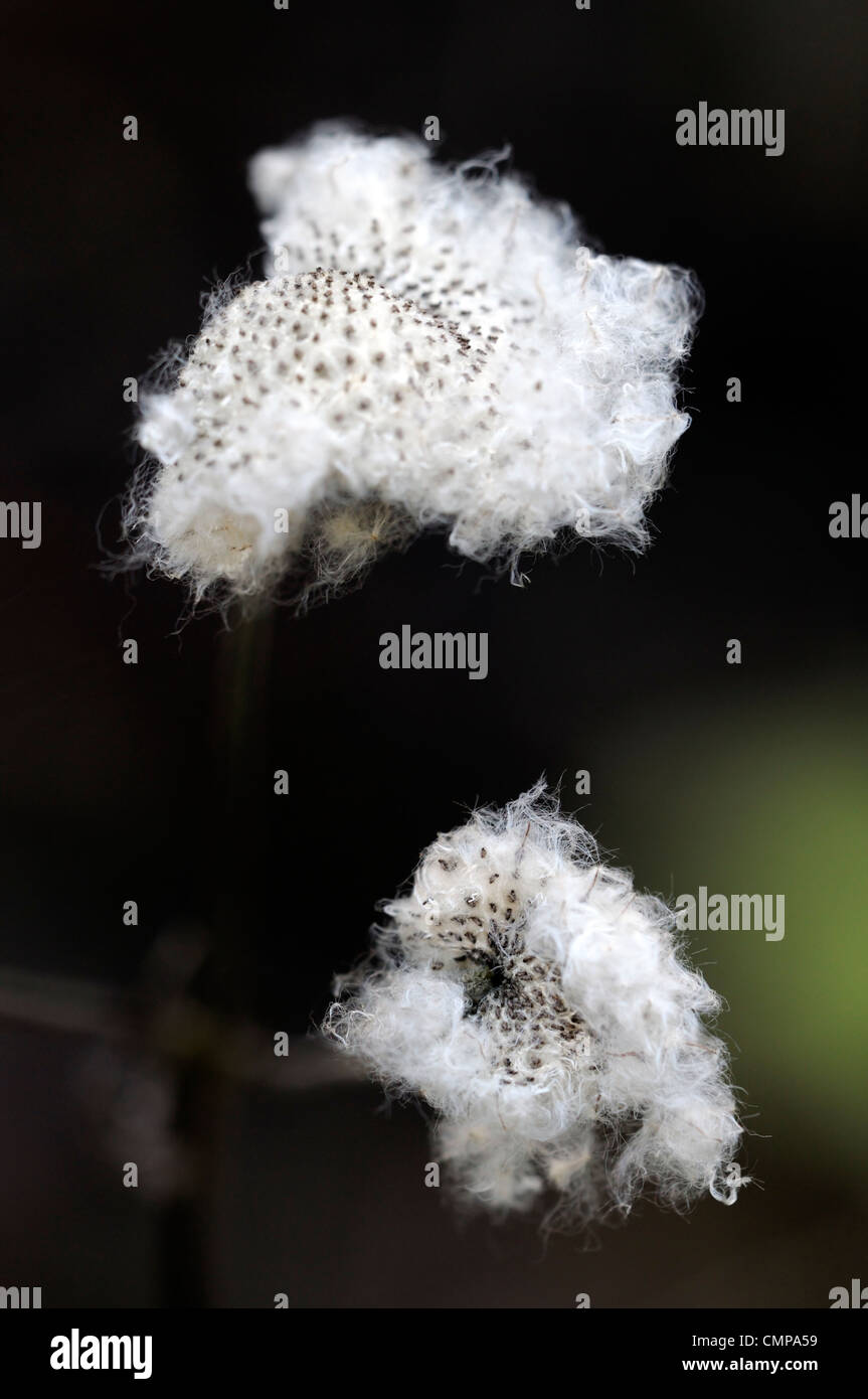 anemone hupehensis white fluffy seedheads seed heads winter cotton like Stock Photo