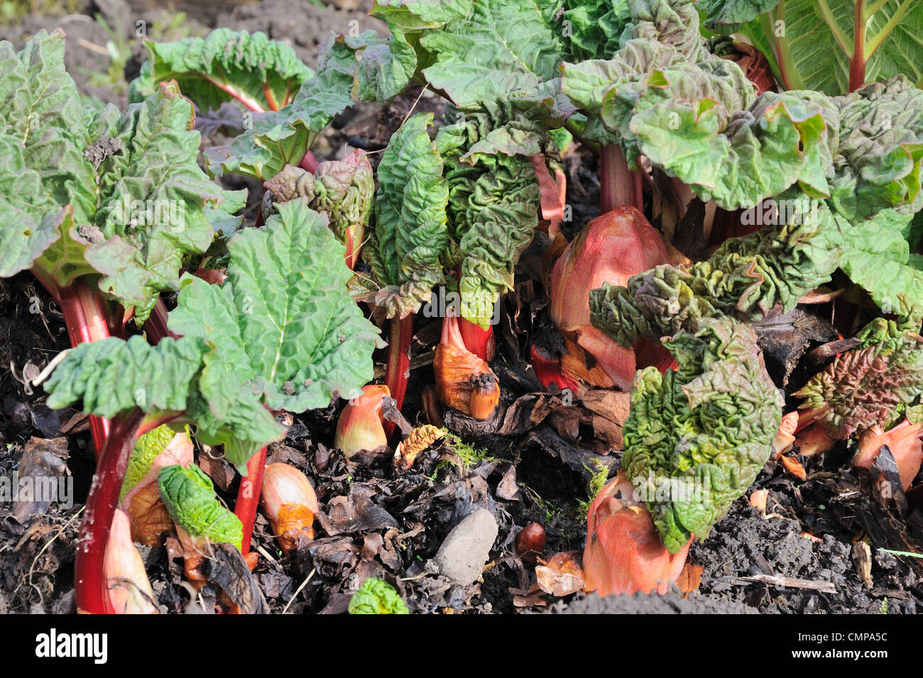 New Rhubarb stalks and leaves starting to grow outdoors Stock Photo