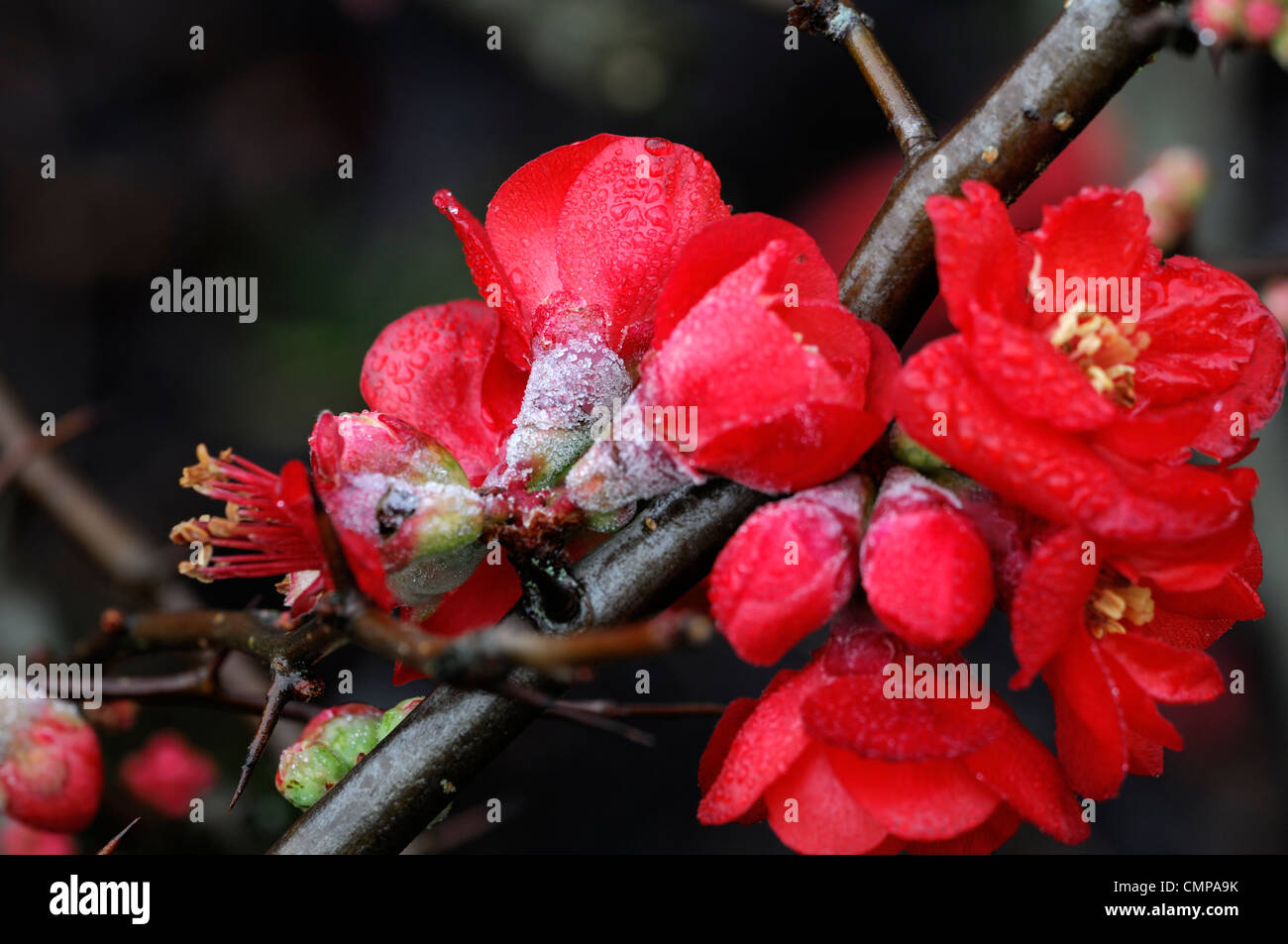 chaenomeles x superba flowering quince spring closeup selective focus plant portraits red flowers blooms shrubs frost damage Stock Photo