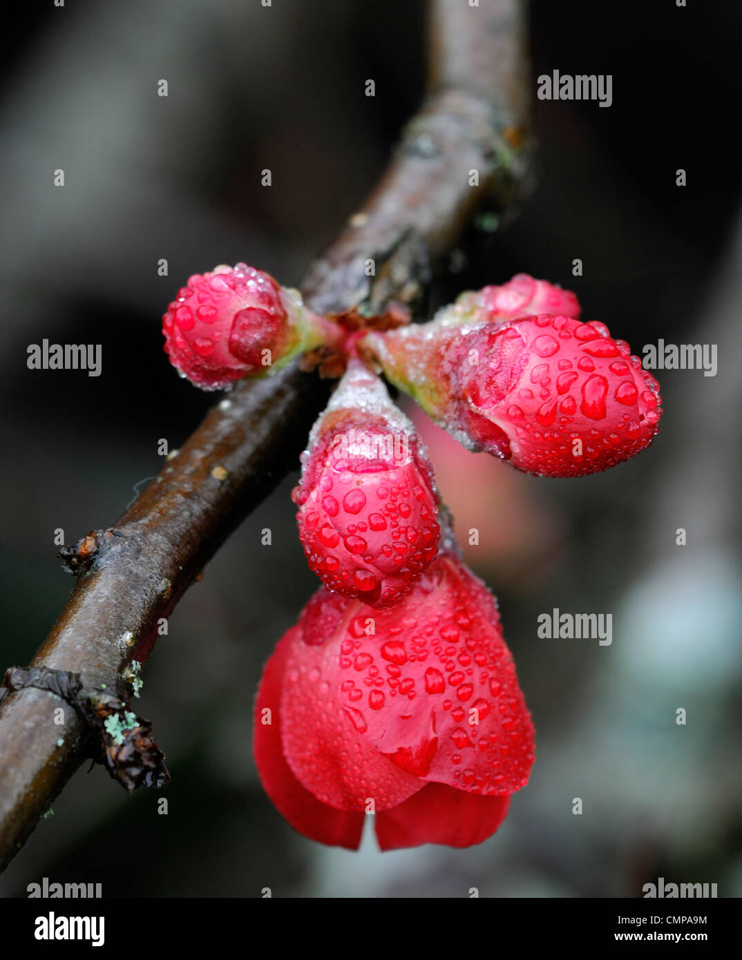 chaenomeles x superba flowering quince spring closeup selective focus plant portraits red flowers blooms shrubs frost damage Stock Photo
