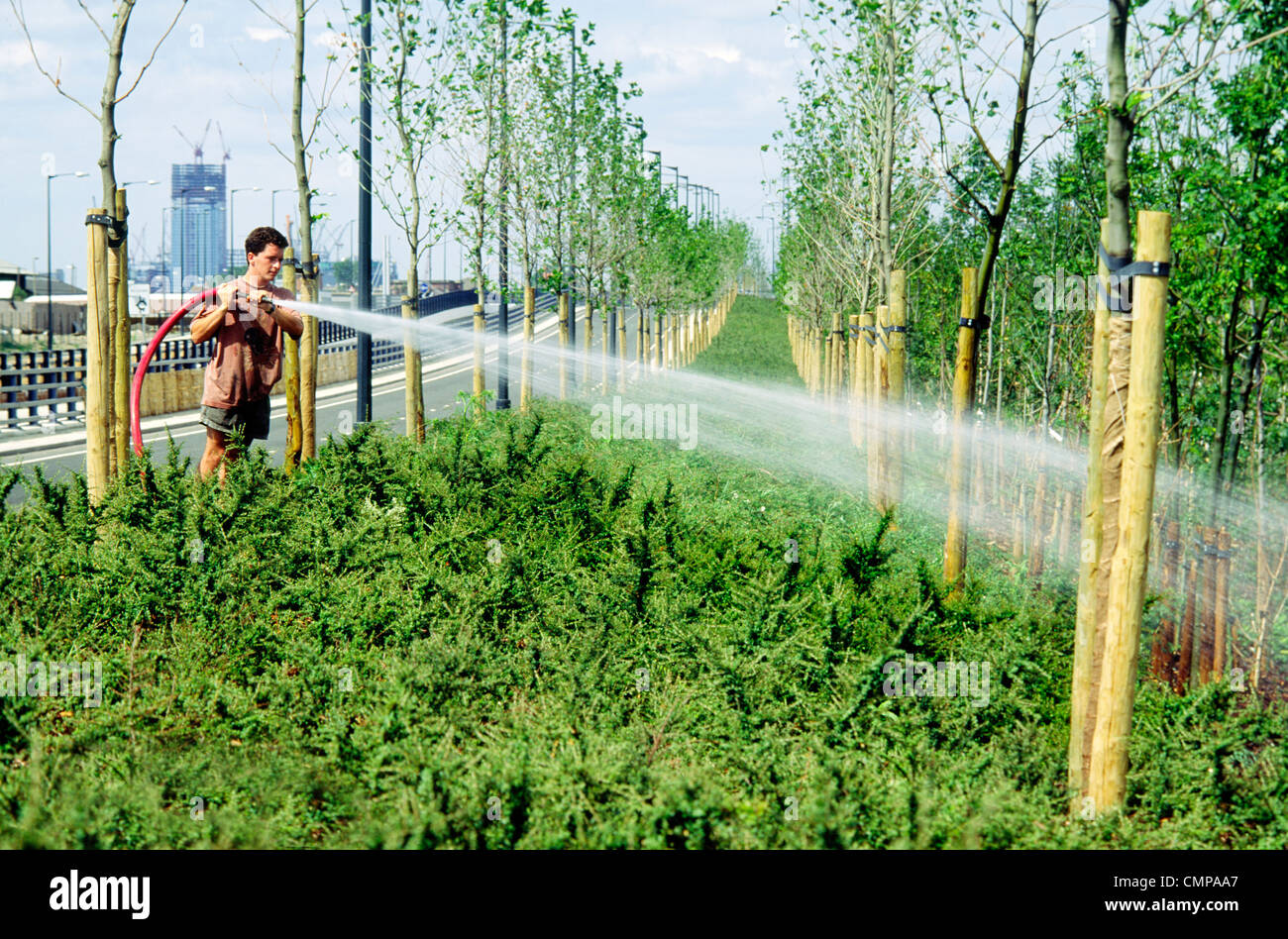London Docklands. Tree and shrub planting along arterial spine road leading to Canary Wharf under construction in distance Stock Photo