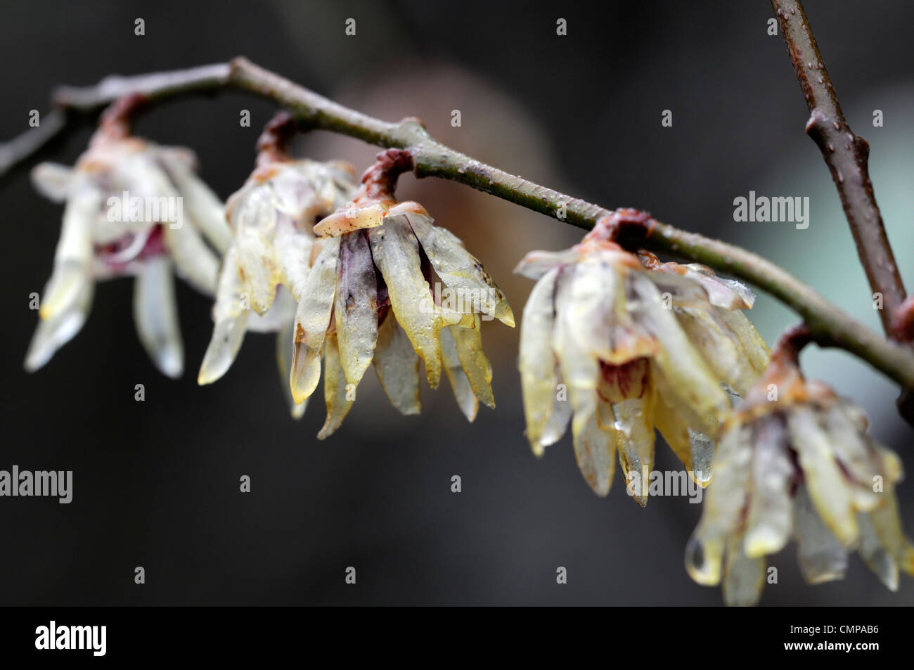 Chimonanthus praecox Yellow wintersweet translucent yellow flowers blooms blossoms fragrant winter spring scent scented Stock Photo
