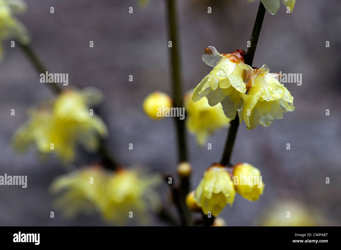 Chimonanthus praecox var luteus syn concolor translucent yellow flowers blooms blossoms fragrant winter spring scent scented Stock Photo