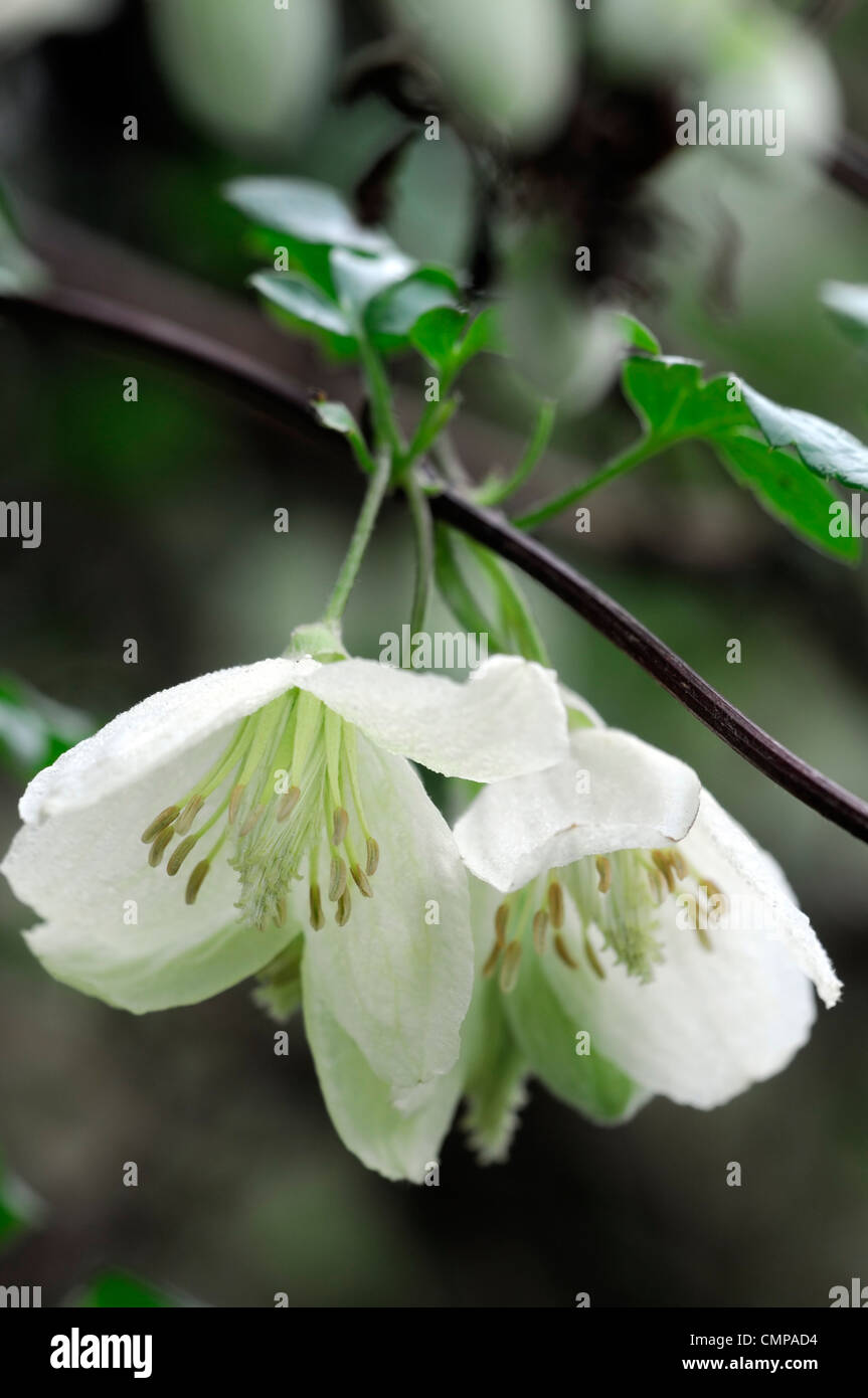 Clematis songarica cream yellow summer flowering flowers blooms blossoms  climber climbing Stock Photo