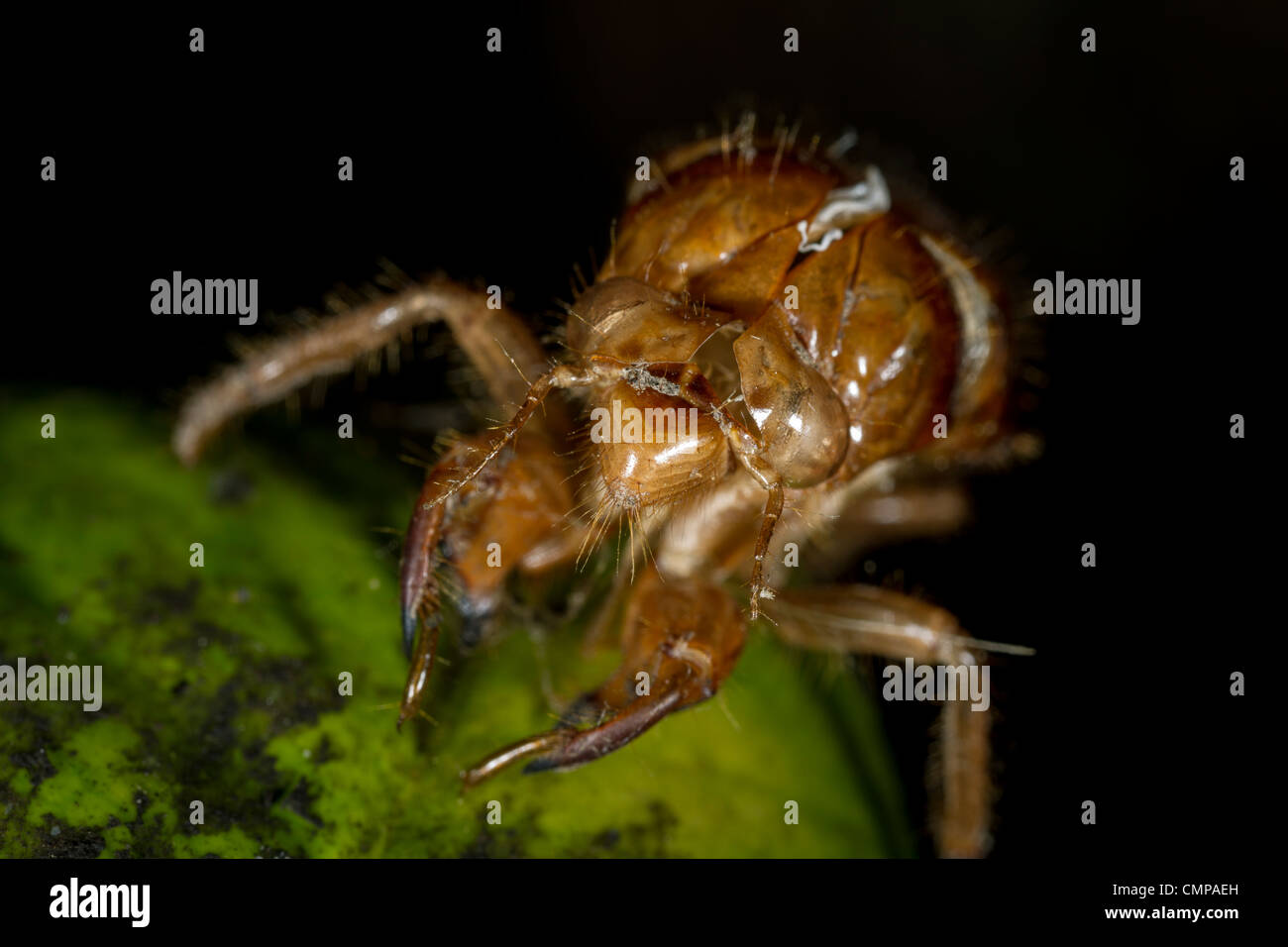 Discarded skin (after moulting) of the New Zealand chorus cicada (Amphipsalta zelandica) Stock Photo