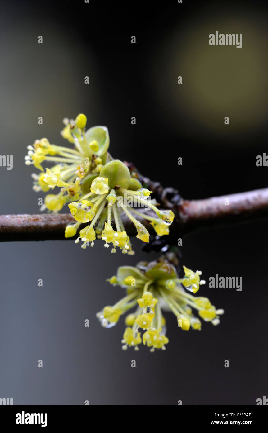 Cornus Mas Spring High Resolution Stock Photography and Images - Alamy