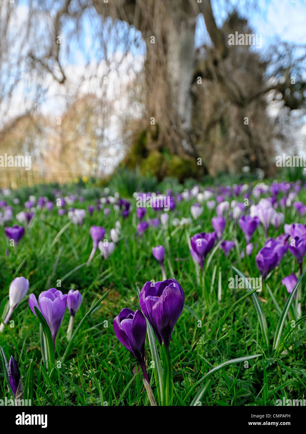 Underplanting tree hires stock photography and images Alamy
