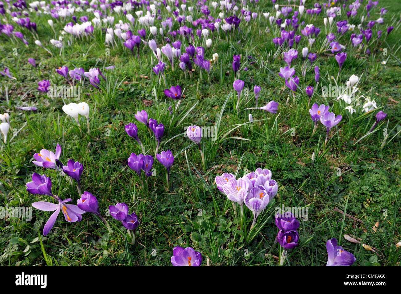 naturalised crocus flowers growing grow lawn park flowering mixed colours purple white spring masses en masse carpet crocuses Stock Photo