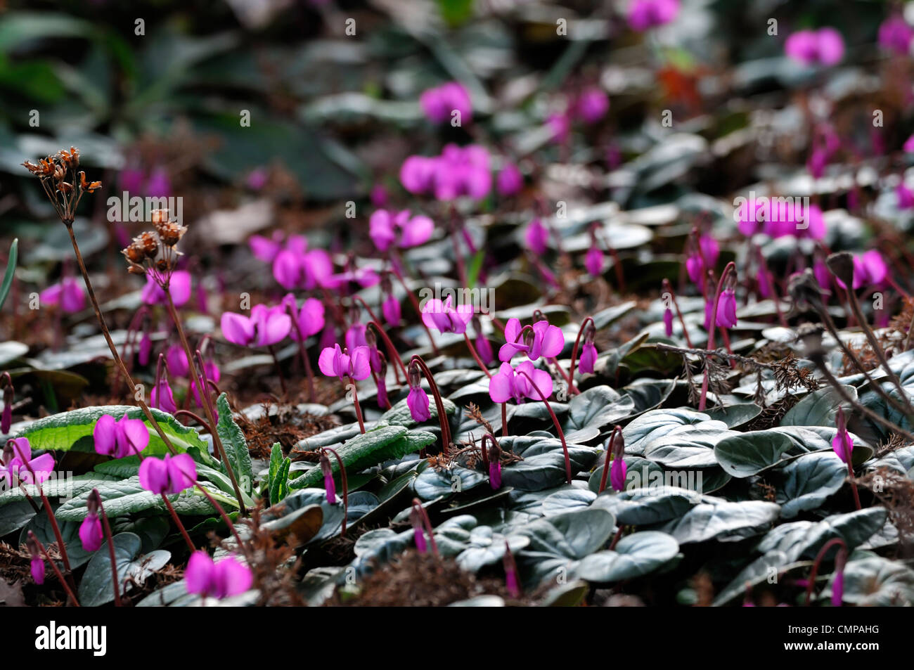 cyclamen coum sowbread cyclamens bulbs pink pastel flowers petals early spring winter february plant portraits groups selective Stock Photo