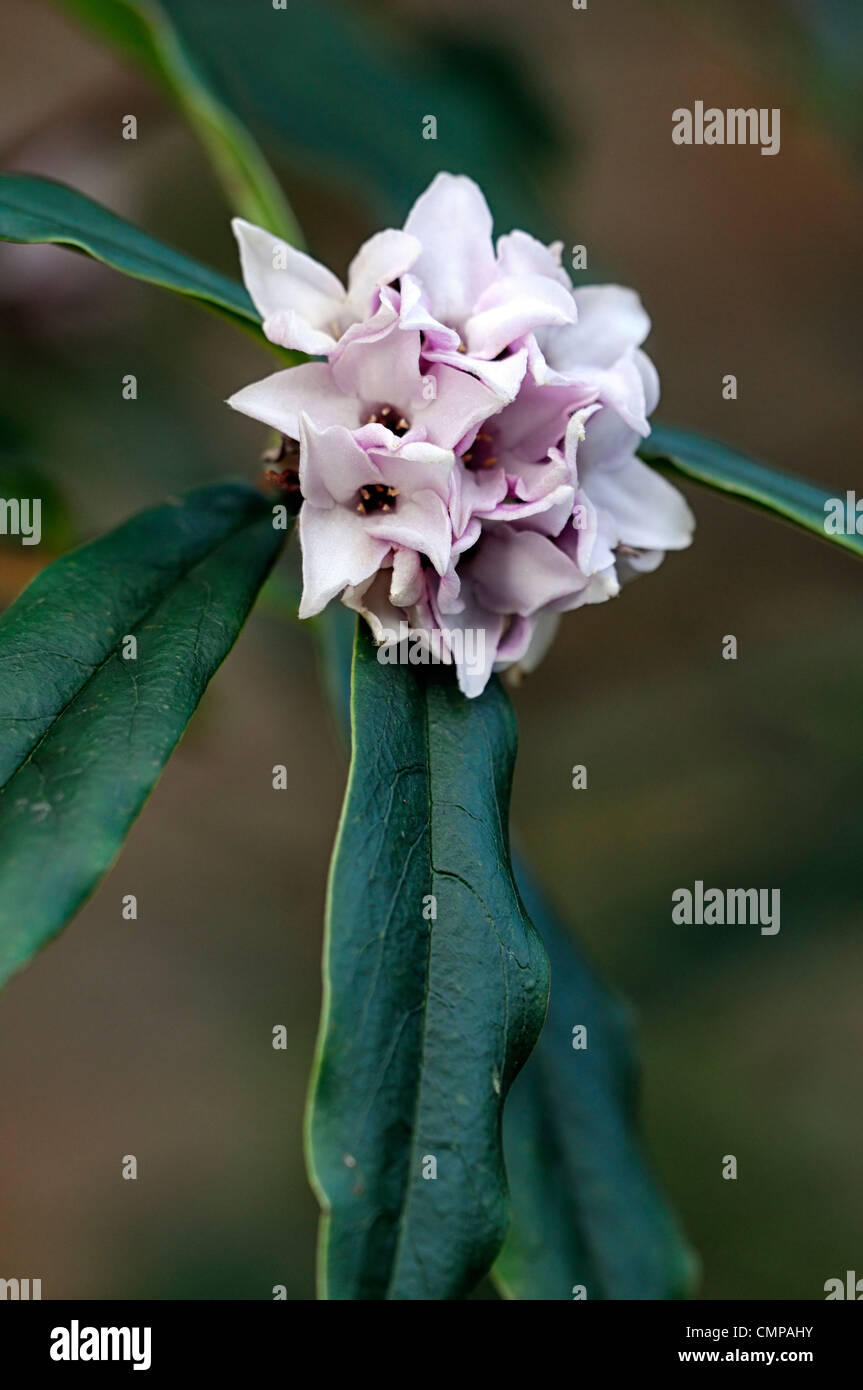 Daphne Bholua Limpsfield