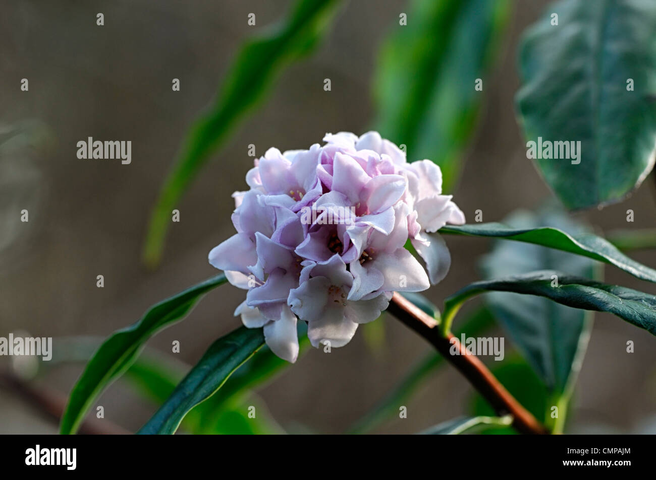 daphne bholua jacqueline postill closeup plant portraits white pale