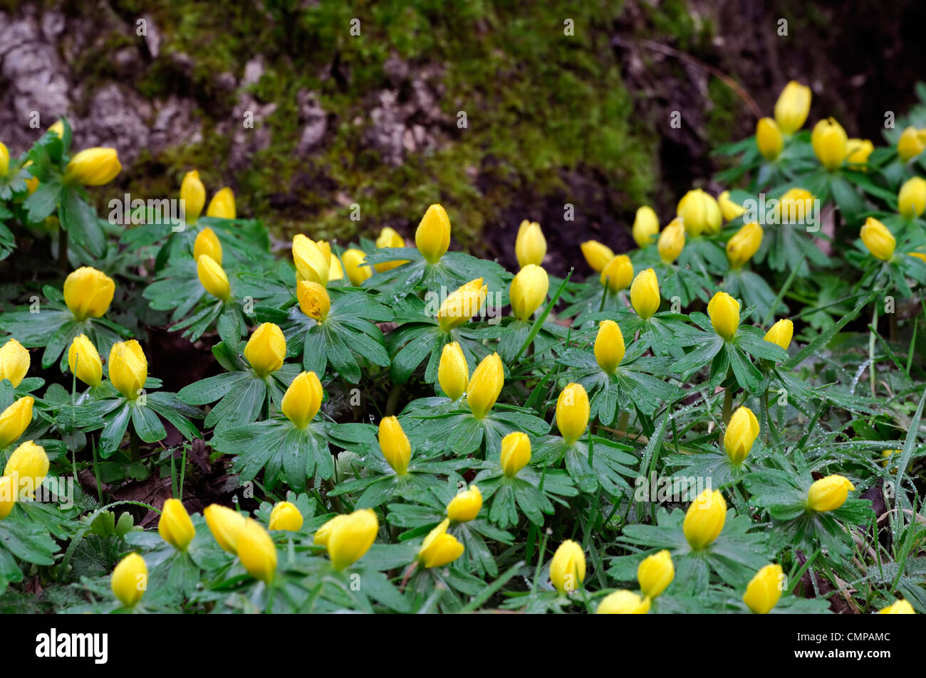 Eranthis hyemalis Winter aconites aconite yellow flowers naturalised ...
