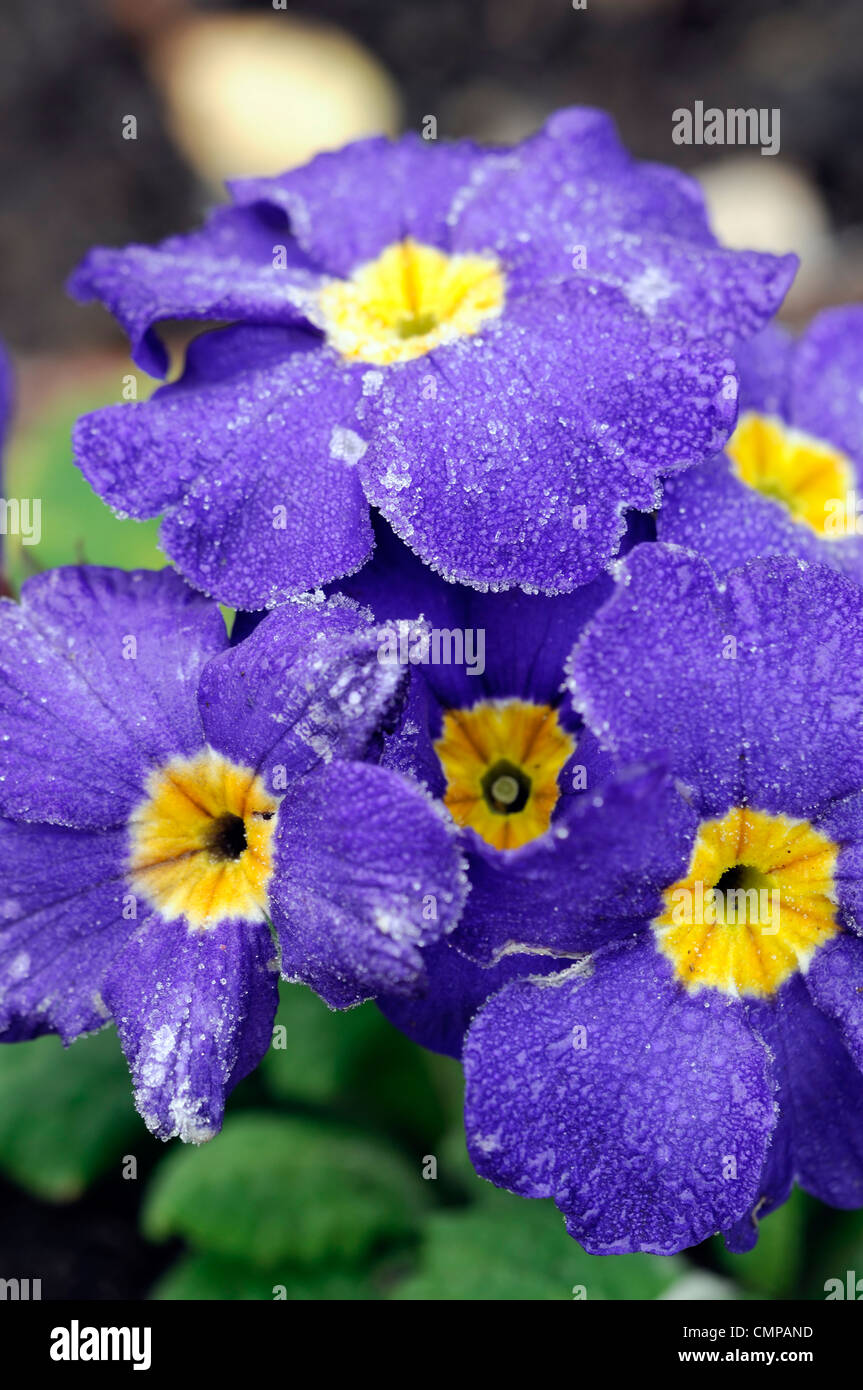 primula crescendo blue polyanthus group frost cover covered blue