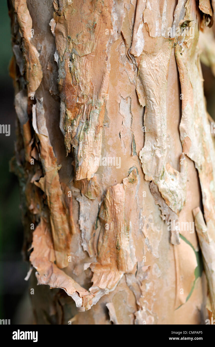 Fuchsia excorticata peel peeling bark trunk New Zealand Fuchsia Kotukutuku paper papery paperlike Stock Photo
