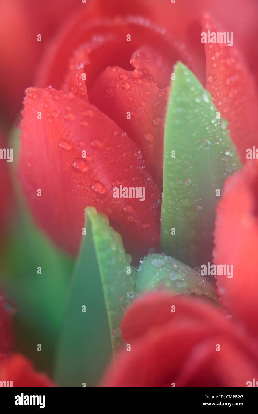 Closeup of red tulips in spring with dew Stock Photo