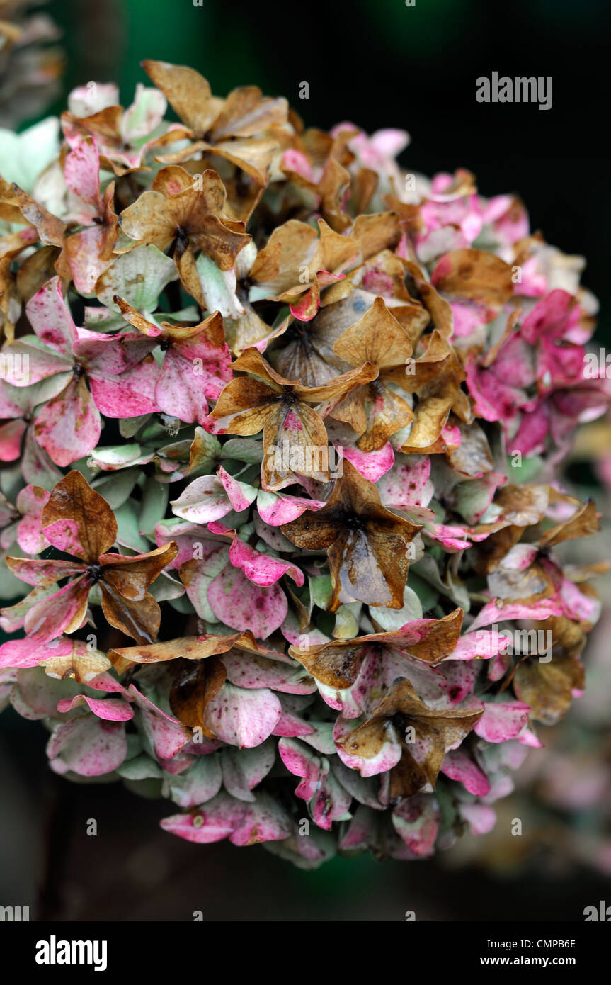 Hydrangea macrophylla ayesha hi-res stock photography and images - Alamy