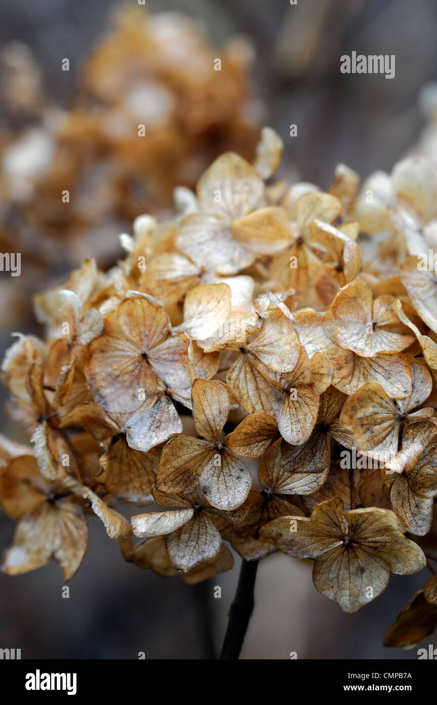 Hydrangea seeds cheap