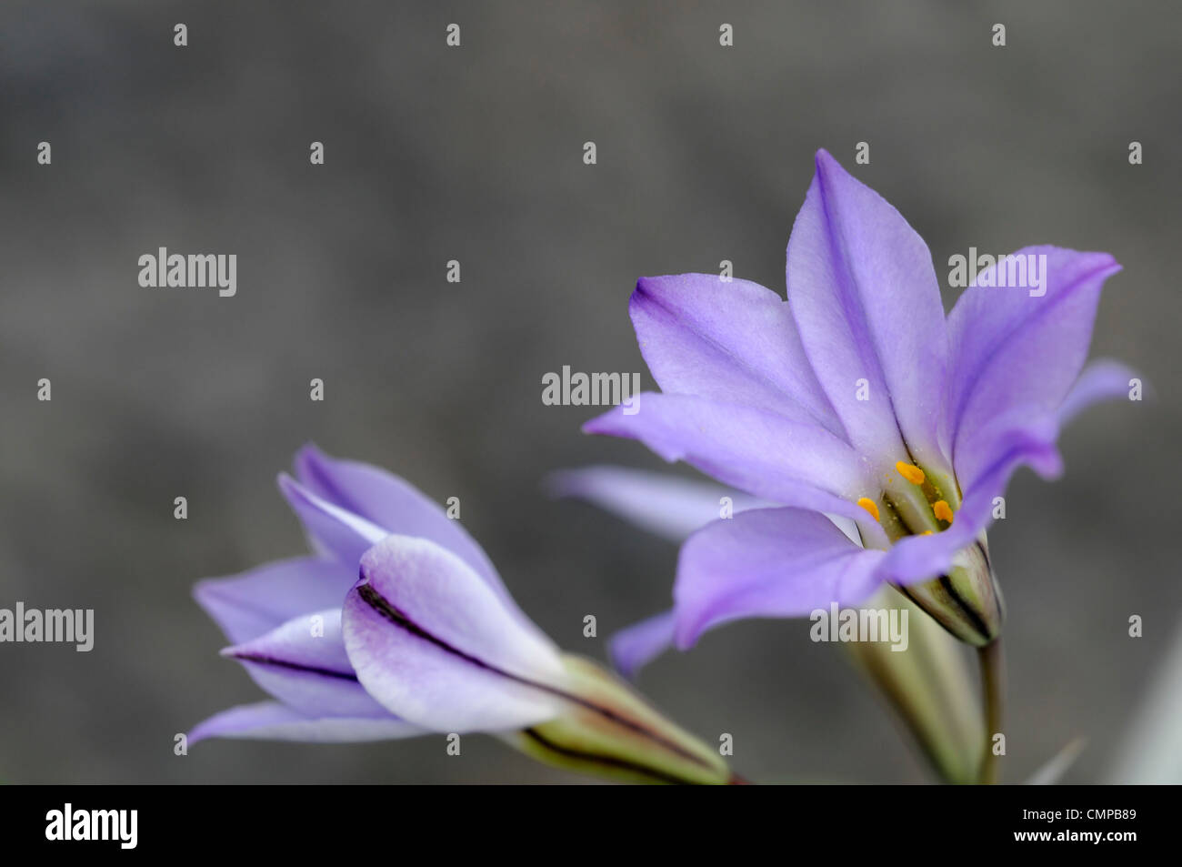 Ipheion uniflorum Wisley Blue AGM delicate lilac blue perennial spring flowers Stock Photo