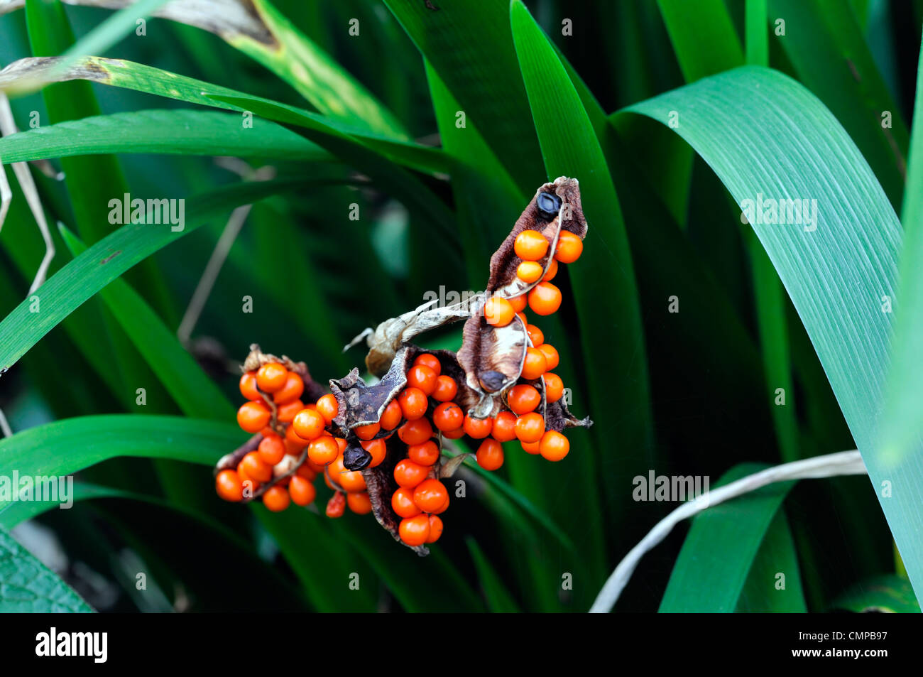 iris foetidissima stinking gladwyn bright orange berries berry fruit