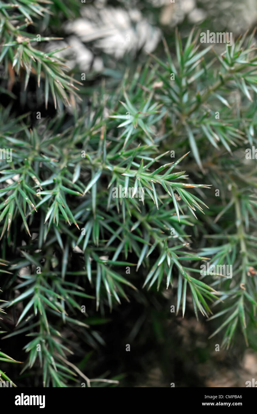 Juniperus formosana Formosan juniper conifer pine tree evergreen pines needles Stock Photo