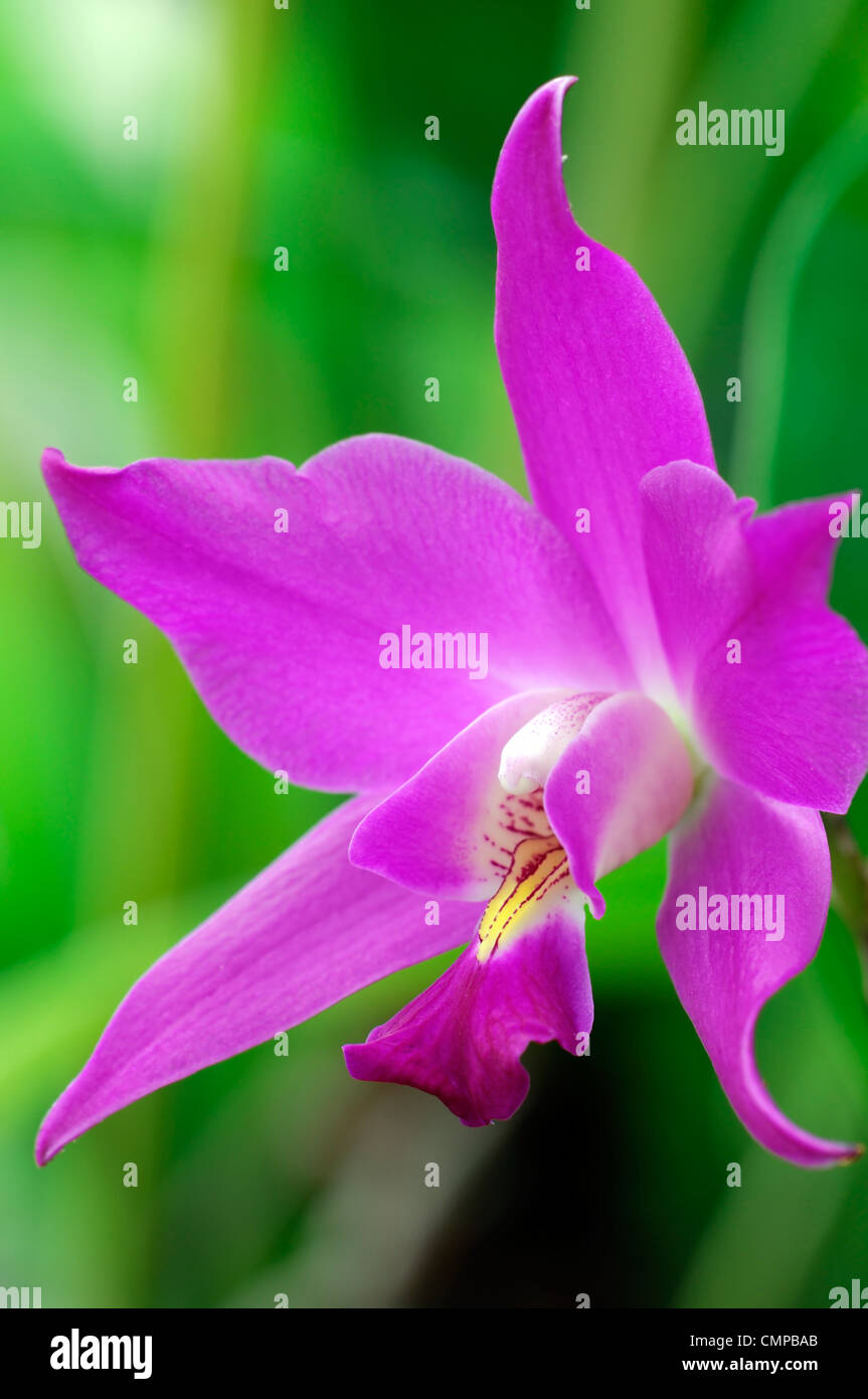 Laelia gouldiana purple pink flower epiphytic orchid exotic bloom blossom closeup close up Stock Photo