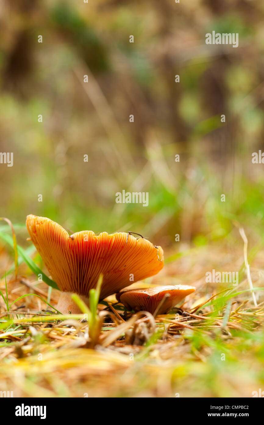 Orange agaric edible mushroom close up shoot Stock Photo