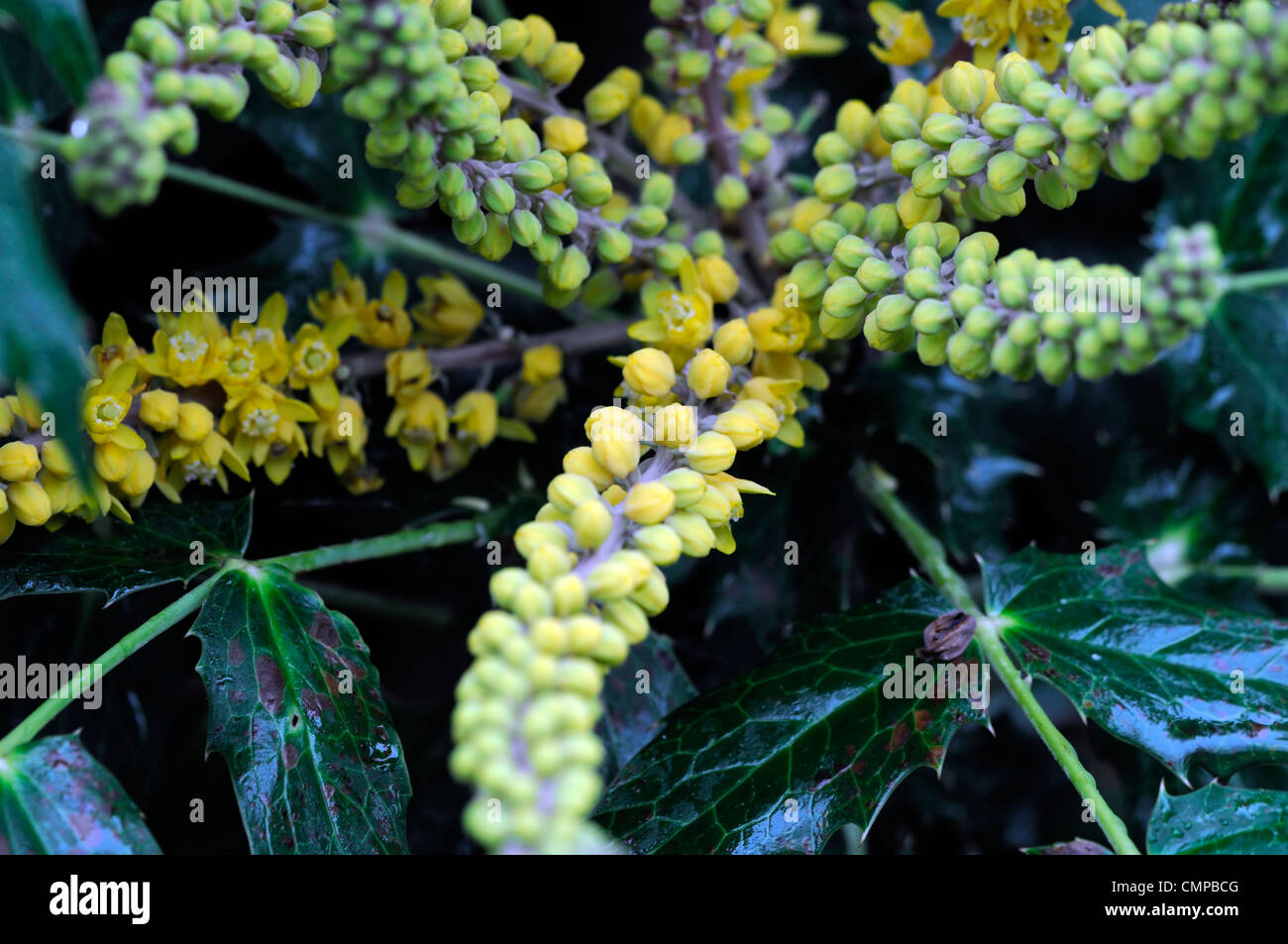 mahonia japonica x napaulensis flowers flowering shrubs evergreen yellow bright colours colors scents scented fragrant Stock Photo
