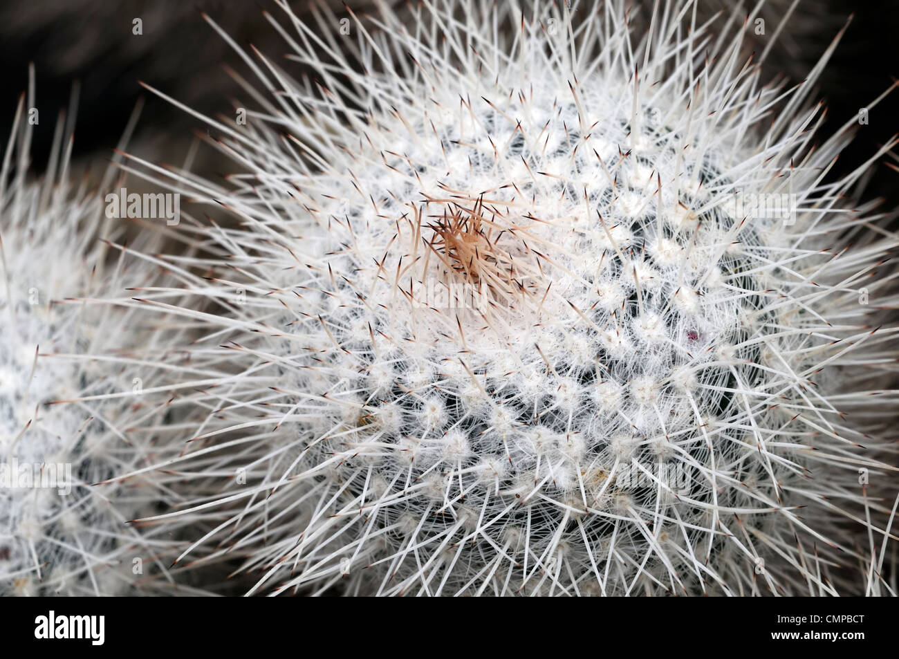 mammillaria geminispina closeup selective focus houseplants house plants cacti cactus prickly prickles silver grey white Stock Photo