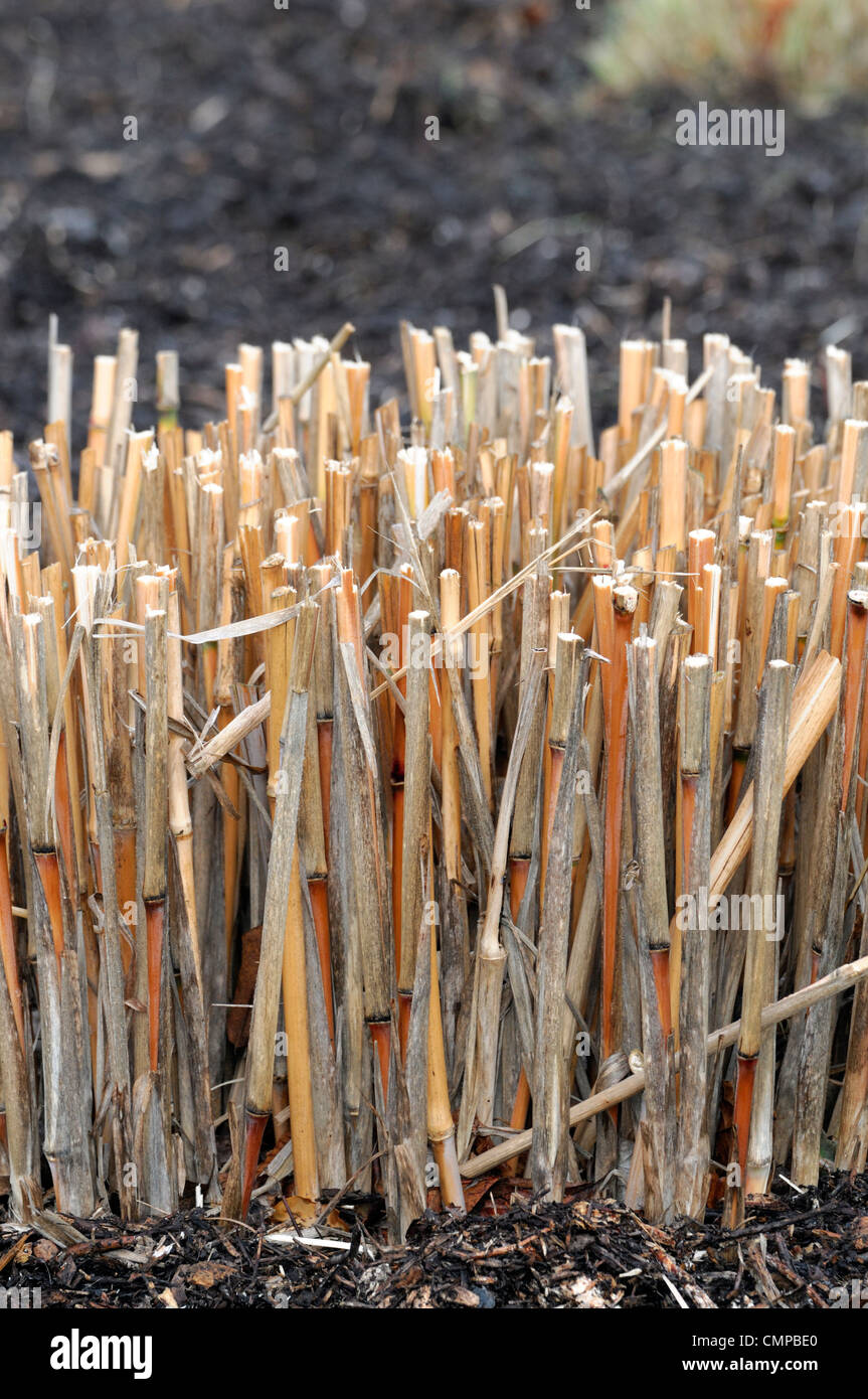 Miscanthus brown stems cut back early spring hardy perennial herbaceous grass grasses ornamental architectural structural garden Stock Photo