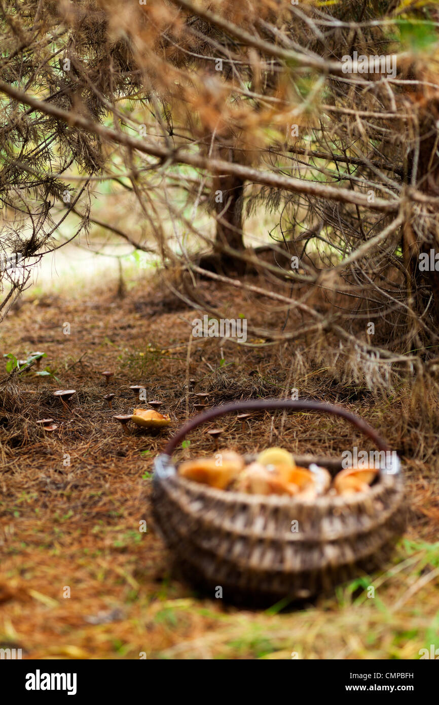 Basket with mushrooms in forest Stock Photo